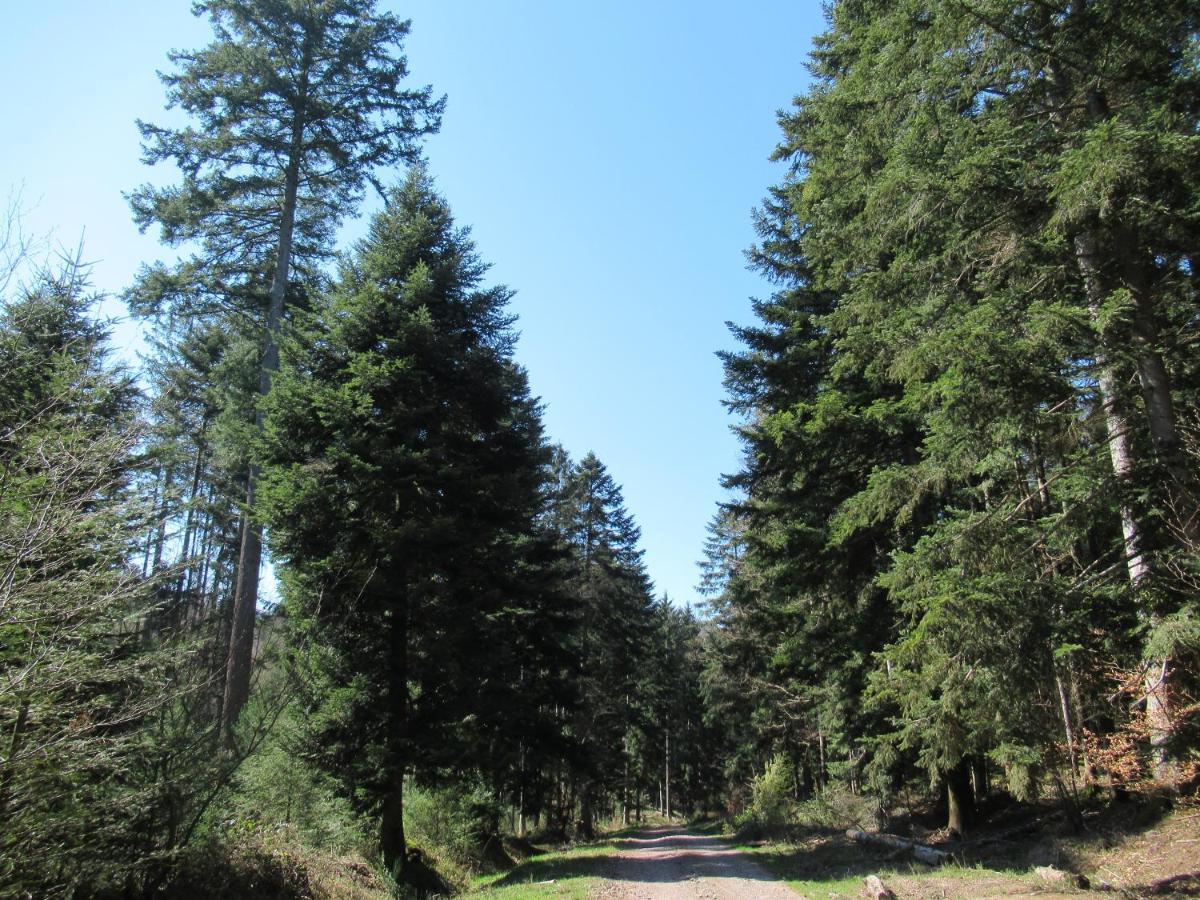 Le Clos D'Aure. Oberhaslach Bagian luar foto